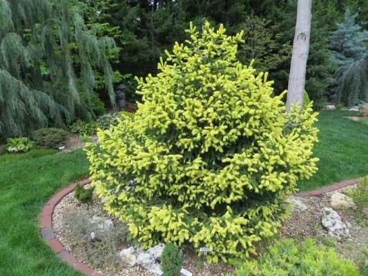 Picea abies 'Perry's Gold' Perry's Gold Norway Spruce A fantastic dwarf evergreen conifer with short green needles. In spring new growth is butter yellow.