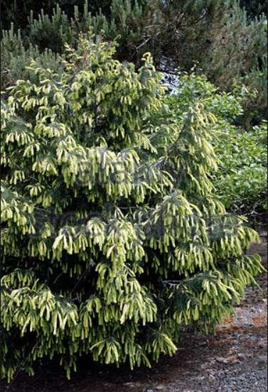 Picea breweriana 'Fruhlingsgold' Spring Gold Brewer's Weeping Spruce A slow-growing evergreen conifer with a broadly-pyramidal form.