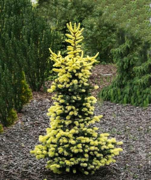 Picea pungens 'Maigold' May Gold Colorado Spruce An upright evergreen confier with a dense pyramidal form.