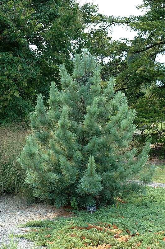 Pinus koraiensis 'Morris Blue' Morris Blue Korean Pine A slow-growing evergreen conifer with silver blue-green foliage.