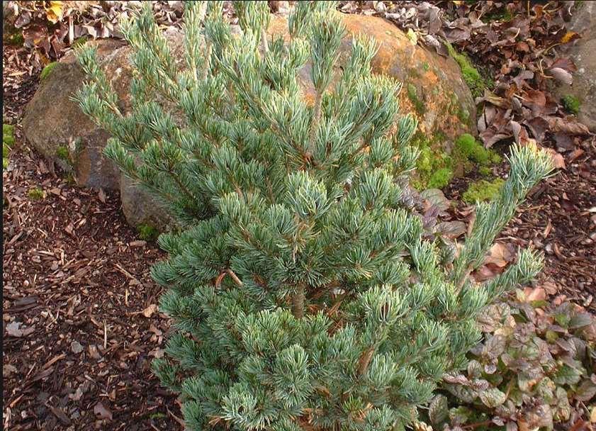 Pr Pinus parviflora 'Arnold's