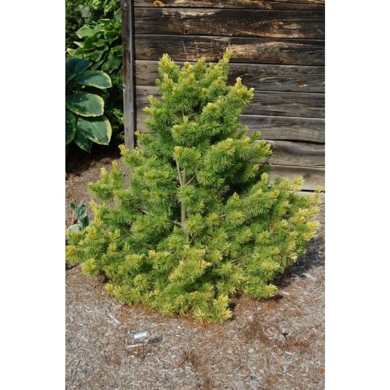 Pinus parviflora 'Tansu kazu' Tansu kazu Japanese White Pine A slow-growing evergreen conifer with a low spreading form.