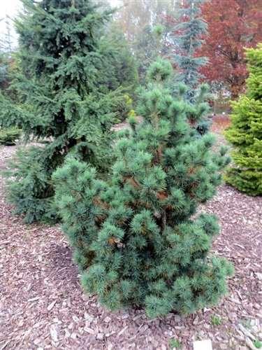 Pinus strobus 'Diggy' Diggy Eastern White Pine A dwarf evergreen conifer with a compact form. Short, thin green needles have a twist.