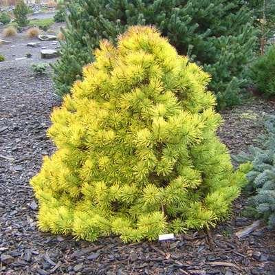 Pinus sylvestris 'Gold Medal' Gold Medal Scot's Pine A slow-growing upright evergreen conifer with rich golden needles.