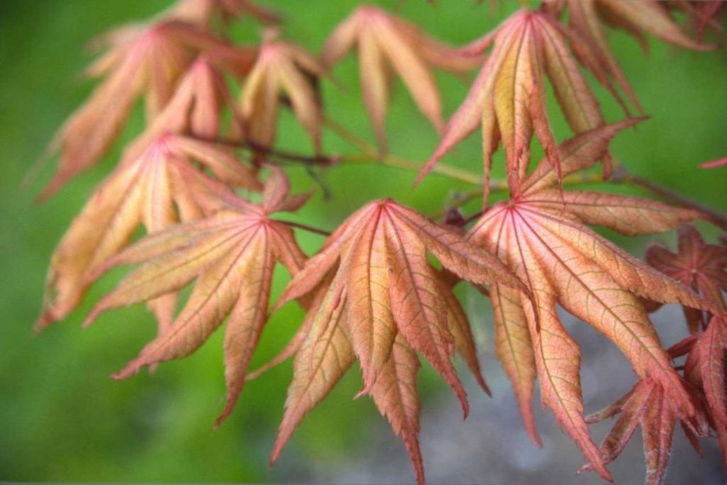 Acer palmatum 'Amber Ghost' Amber Ghost Japanese Maple An upright deciduous tree. Spring leaves emerge with pink and amber hues and darklycontrasting veins (reticulation).