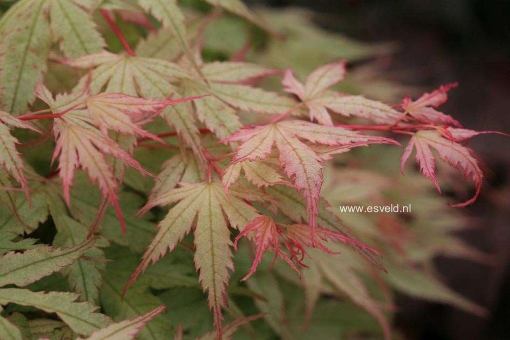 Acer palmatum 'Coral Pink' Coral Pink Japanese Maple An upright deciduous tree with a dense bushy form. Small leaves are a white-green color with light pink new growth.