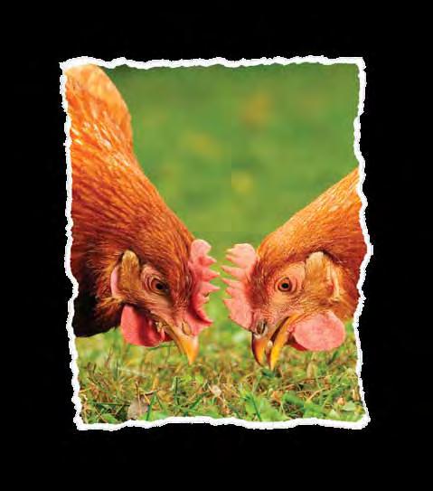 POULTRY A RANGE OF QUALITY FEEDS FOR EVERY LIFE STAGE, WITH BALANCED VITAMINS AND MINERALS, IDEAL