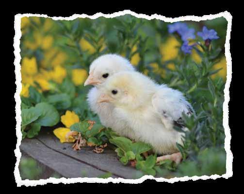 born chick is dependent on the quality of the hen s yolk sac.