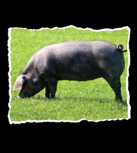 PIG A RANGE OF QUALITY FEEDS FOR TRADITIONAL AND RARE