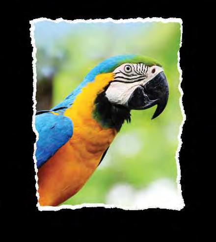 nuts and chillies Parrot Food 13kg 70070713 05011259854080 Whole Maize, Whole Oats, Medium Sunflower Seed, Dark Striped Sunflower Seeds, White