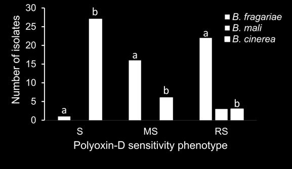 growth), moderately sensitive (MS; >0%-70% relative growth), and reduced sensitive (RS; >70% relative growth) to Polyoxin-D.