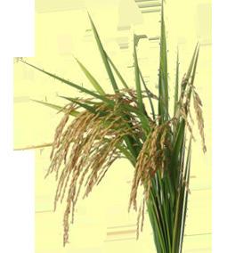 lesson 1: what is rice? Rice is the seed of a semi-aquatic grass (Oryza sativa) that is cultivated extensively in warm climates in many countries, including the United States, for its edible grain.