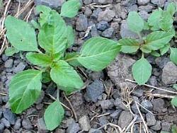 Organic Weed Control: How effec1ve is it?