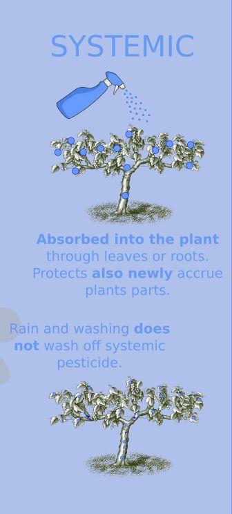 The systemic fungicides enter into the plant through the leaves or roots and are redistributed through the plant vascular system to the other parts of the plant.