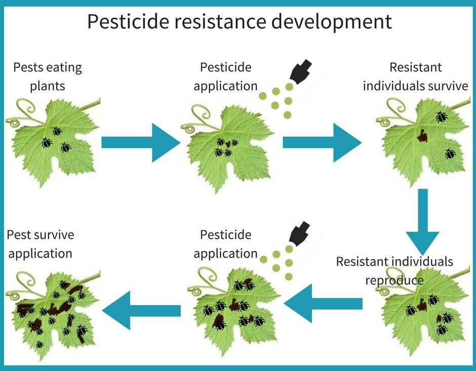 According to the mode of action, insecticides can kill pests in several different ways: they either enter into the body of the insect through the epidermis, gastrointestinal tract and/or through the