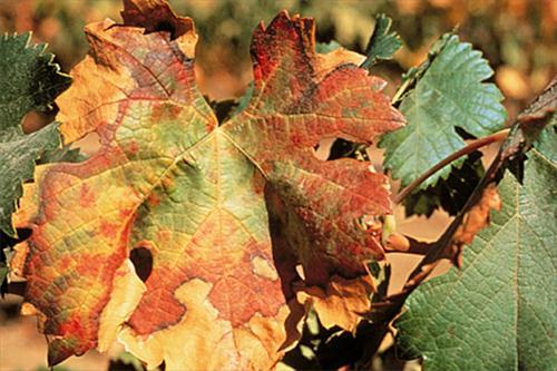 Sunburn damage on grapes, photo by Tablas Creek Vineyard Living factors Living factors, which threaten plants spices, are: fungus, fungi-like organisms, bacteria, phytoplasmas, viruses, and viroids.