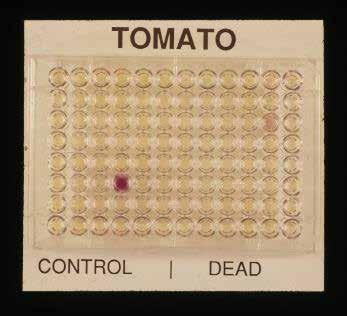 Amino Acid Leakage from Viable (control) and Heat-Killed (dead) Tomato Tomato