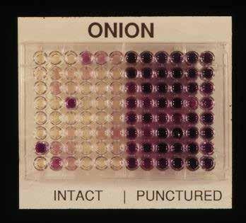 Effect of Seed Viability and Seed Coat Integrity on Amino Acid Leakage of Onion DEAD Puncturing
