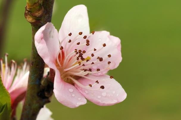 Peach/Plum Flowering Peaches and Nectarines do not need