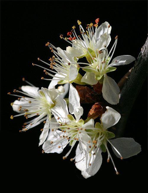 pollinate Native populations set adequate fruit Plums need