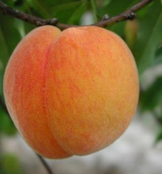 Peaches vs. Nectarines Peaches = Nectarines!