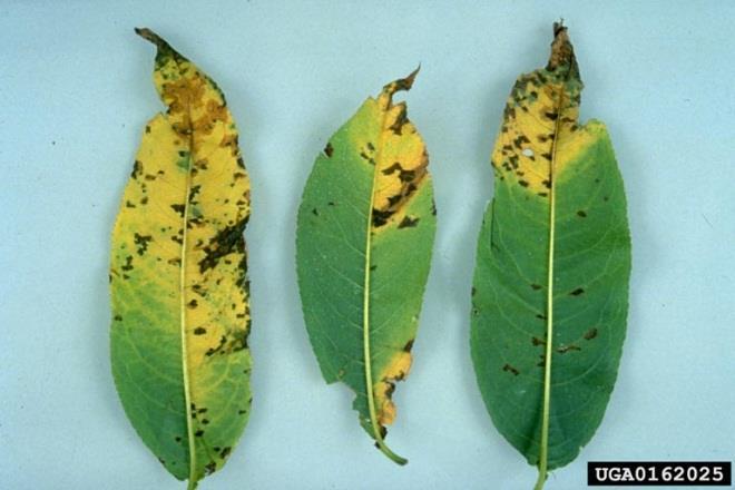 Peach Diseases Bacterial Spot Caused by Xanthomonas pruni Indicated by yellow, chlorotic