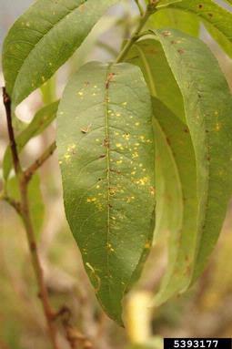 Peach Diseases Peach Leaf Rust Caused by Tranzschelia discolor Visible during the late summer/fall Causes tree defoliation, early bloom in winter Need to keep