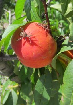 Peach Insects Stinkbugs Can cause catfacing of fruit Scout