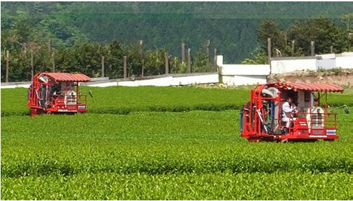 of green tea farms (ha) (tons) 6% 6, ha 5,96 5,45