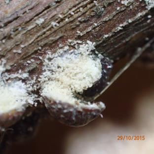 9. Identification and lifecycle of scale Soft scale insects are largely female, not requiring a male to reproduce.
