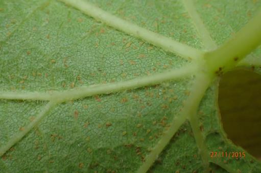 PHOTO 4: NYMPHS ON THE UNDERSIDE OF A LEAF. At the start of the trial there were high numbers of scale present at both sites, hence the reason these two sites were chosen for the trial.