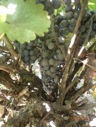 6. Trial 2: Year 1 (2014/15) Sooty Mould Control Due to the high level of sooty mould on fruit through vintage 2015 (Photo 7) and the issue of fruit being