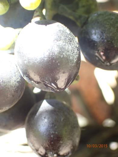mould could be reduced to less than 2% (rejection level of most major wine companies). PHOTO 7: HONEYDEW AND SOOTY MOULD ON SHIRAZ FRUIT AT HARVEST.
