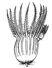 Enneapogon robustissimus Nineawn Grass Enneapogon is from the Greek ennea (nine) and pogon (beard),