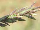 In Queensland there are 62 species. Species of Eragrostis are commonly early invaders of arable land and often found on poor or sandy soils or disturbed ground.