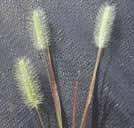 These bristles remain after the plump, ripe seeds fall. Pigeon Grass is endemic to Australia and grows mostly on sandy soils of forest country.