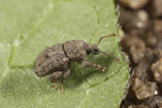 Mandalotus weevil Sporadic pest that occurs in parts of South Australia, Victoria and southern New South Wales; Mainly found on lighter, calcareous or rubbly soils; Adults are approximately to mm