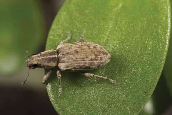 Photo: Adult (cesar), Larva (SARDI) SCALE IN mm Sitona weevil A widely distributed but sporadic pest that is found across the southern and western cropping regions; Adults are to mm long and