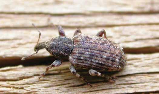 Spotted vegetable weevil Also referred to as the Desiantha weevil; A sporadic pest and widely distributed across the southern and western cropping regions; Adults are mottled