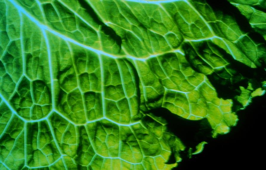 , 2000) Lettuce stomata Guiding Principles of Food Safety for Fresh Produce Once contaminated, removing or killing pathogens is VERY difficult THEREFORE Prevention of