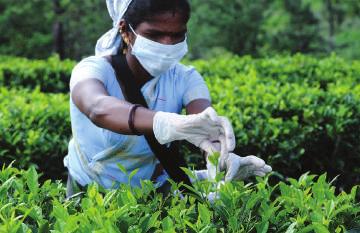 handpicking 22nd April, 2017 07:30am The leaf is plucked by highly skilled tea pickers, early in the morning, when the cell content of the leaf is at its mellowest, before the harsh upland sun sets
