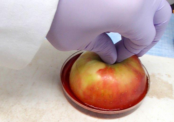U N I V E R S I T Y O F W I S C O N S I N - E X T E N S I O N Specific starch conversion patterns can be found online for many cultivars (e.g., Honeycrisp and McIntosh in figure 3).