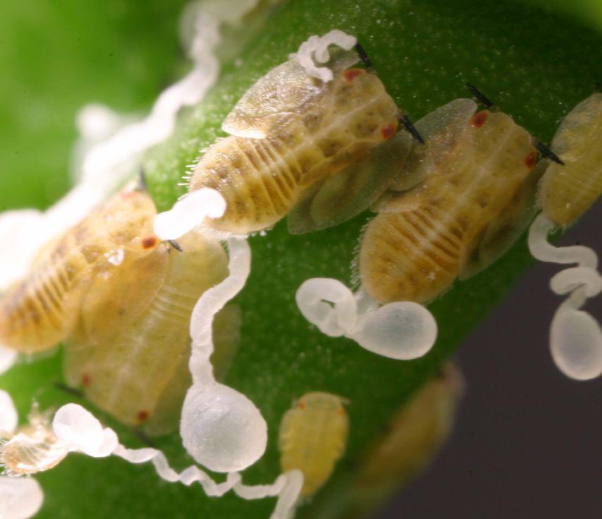 However, psyllid nymphs produce a white, waxy secretion (Fig. 6) that is easily seen and makes them easily distinguishable from aphids. Figure 5.
