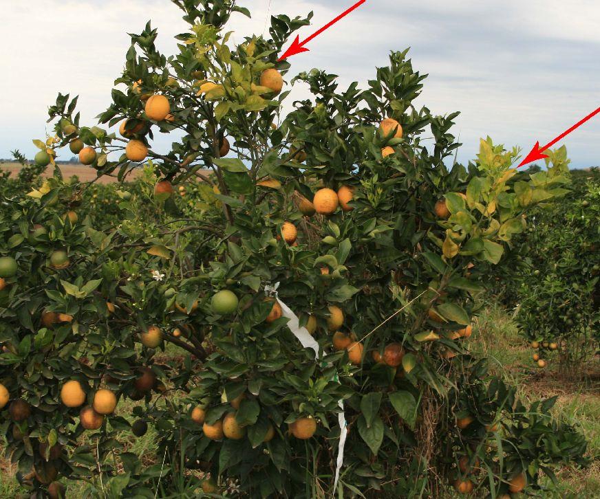 Dooryard Citrus Production: Citrus Greening Disease 5 Greening Symptoms As research continues, we are learning that the symptoms of greening are not constant over time, within a tree or between