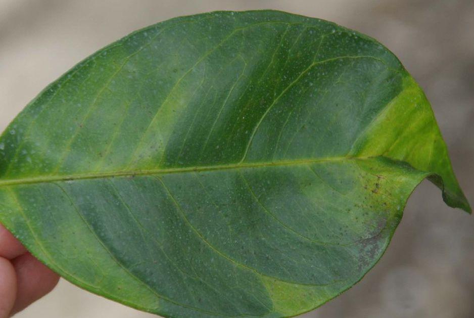 Citrus greening symptoms are most easily detected on leaves, but can also be found on fruit from severely infected trees.