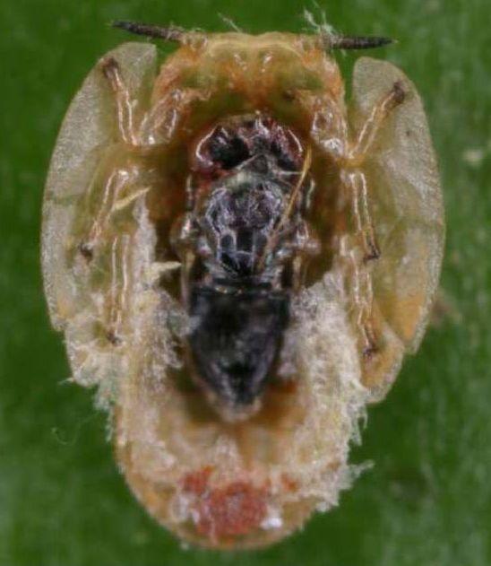 In order for psyllid control measures to be 100% effective at eliminating the chance of disease spread, the psyllid population would need to be reduced to zero. Such a scenario is simply not possible.