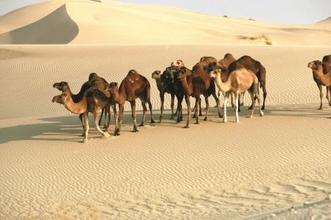 TRANS-SAHARAN TRADE The Camel Made trade across desert possible Could carry great loads to trade From West Africa Gold, ivory, slaves, exotic