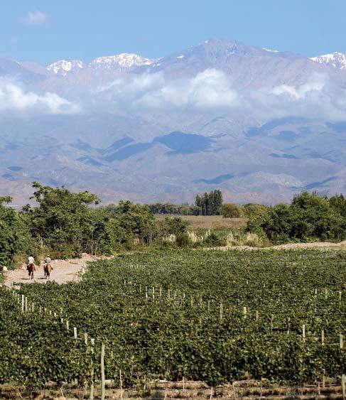 The Reserve Range is : MALBEC The leading grape variety in Argentina, which finds its most typical expression in this wine.