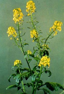 Description Yellow mustard is a spring annual broadleaf with a well-defined taproot. Mustard emerges rapidly (5 to 10 days) and grows quickly under favorable moisture and temperature conditions.