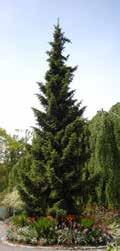 Spruce Picea abies